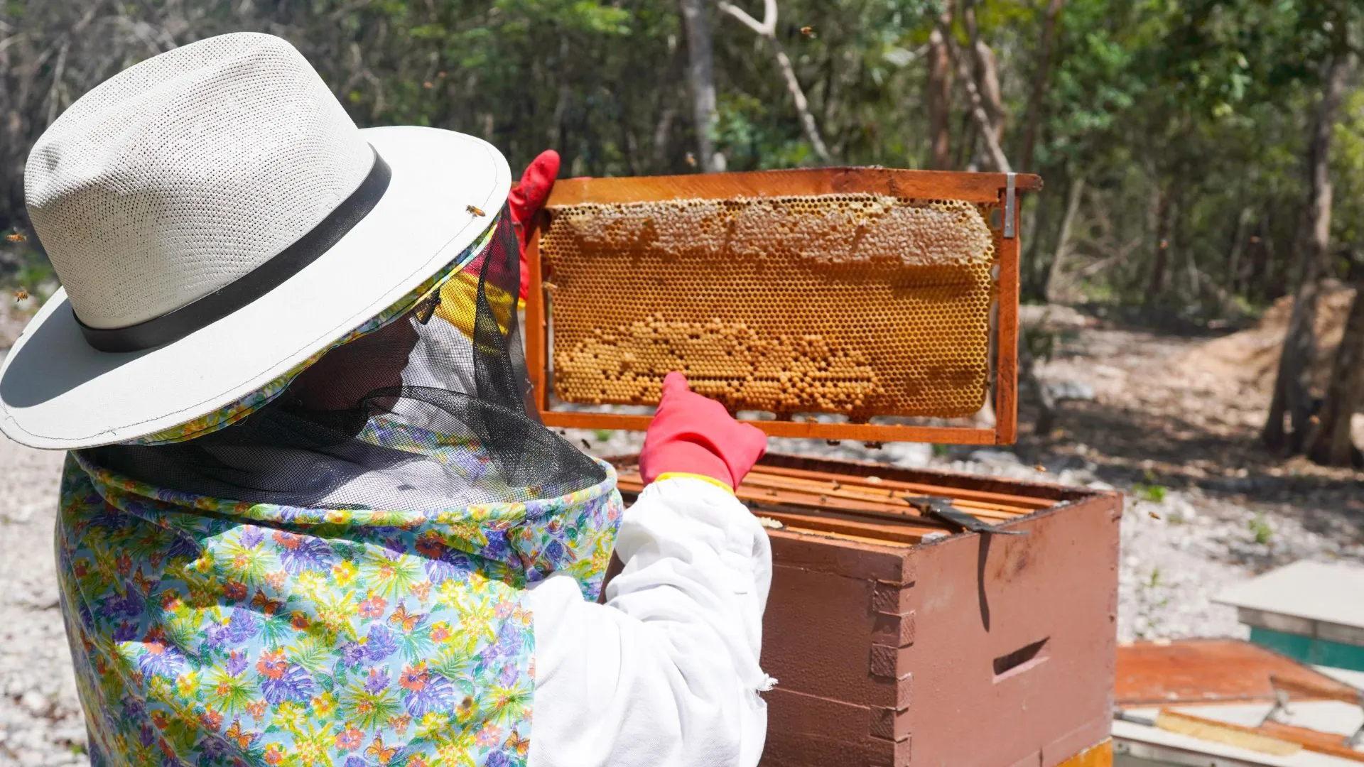 Officials from Playa del Carmen tour a beekeeping operation to promote economic diversification and support local producers.