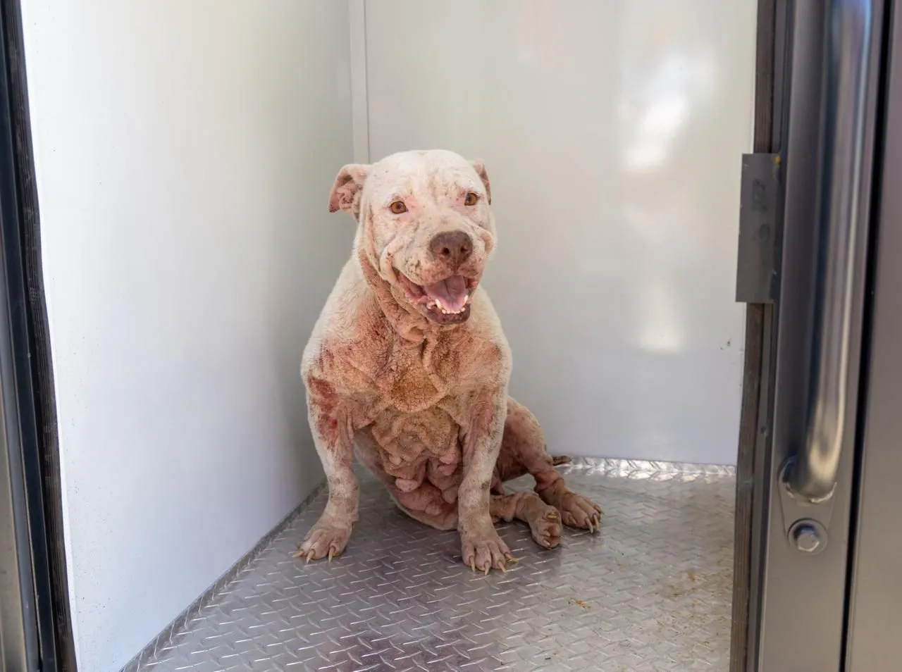 Playa del Carmen Mayor Estefanía Mercado during a dog rescue operation in the city