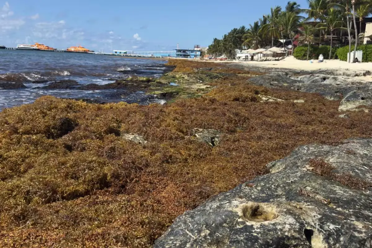 A wide beach covered in brown sargasso seaweed with a few people in the distance