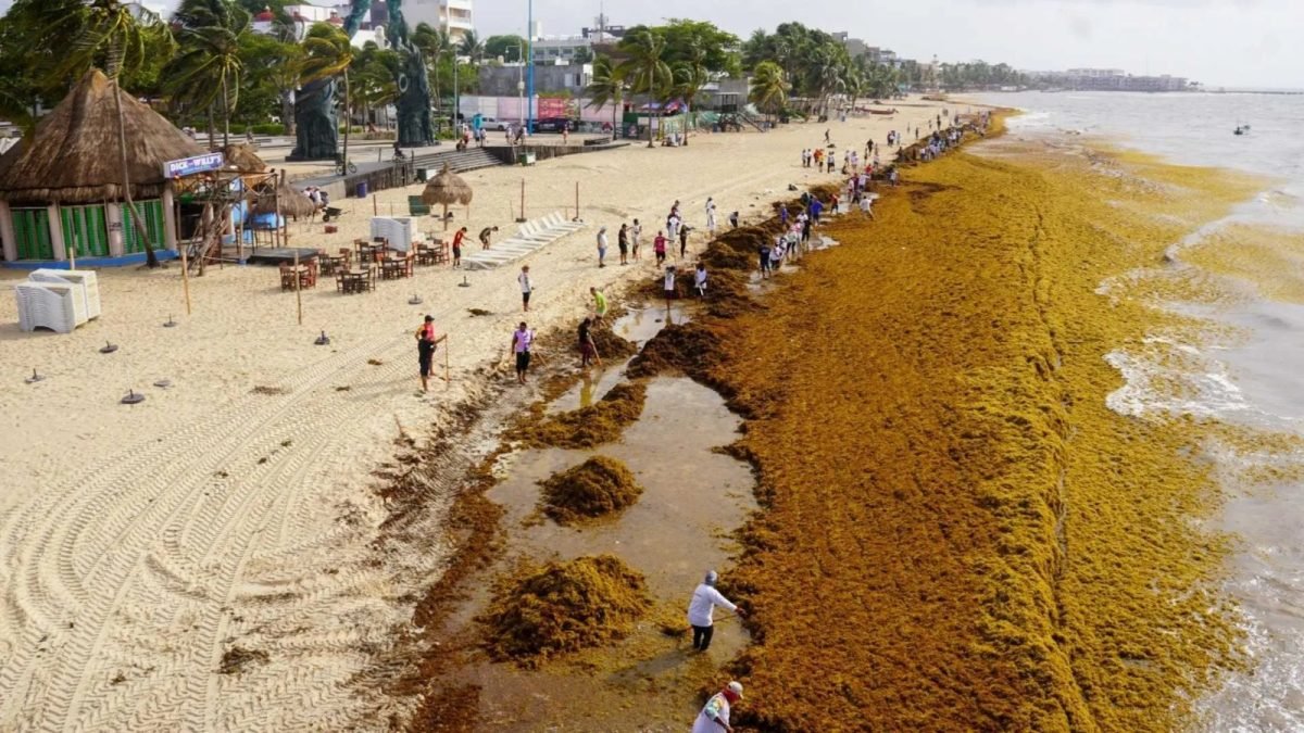Large piles of brown sargasso seaweed covering a sandy beach in Quintana Roo, Mexico