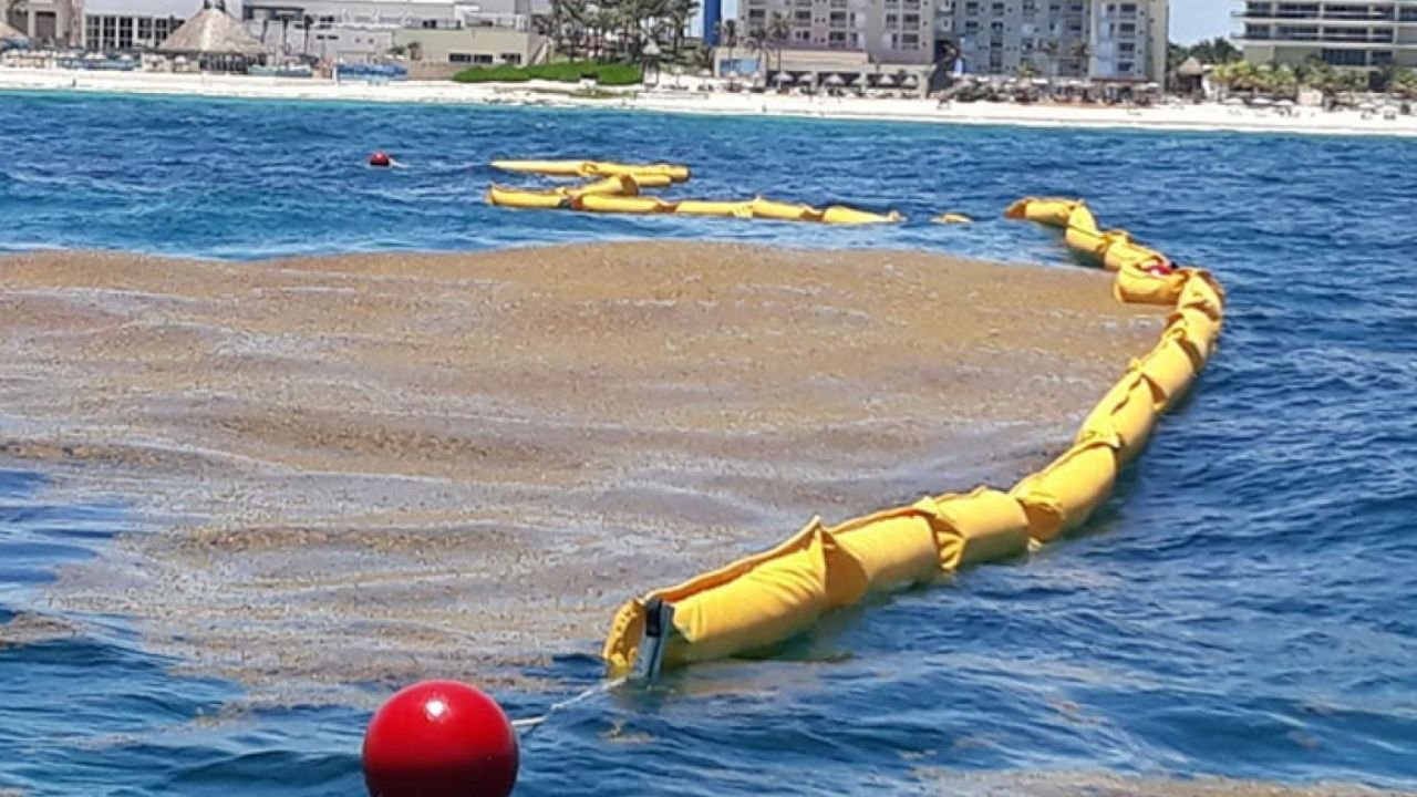 A map or graphic showing sargassum barrier deployment delays along the Quintana Roo coastline