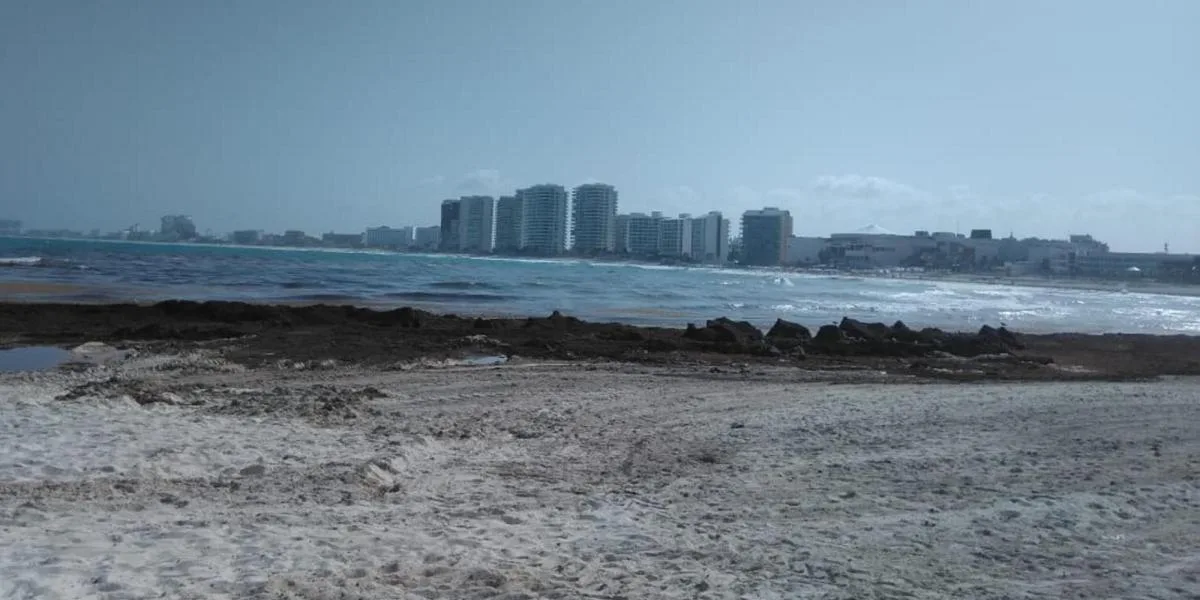 Sargassum seaweed accumulating on a beach in Quintana Roo, Mexico