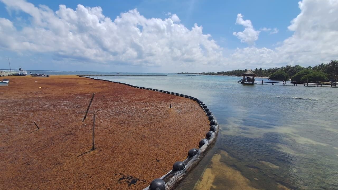 Sargassum seaweed accumulation on a beach in Quintana Roo, Mexico