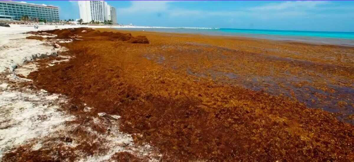Aerial view of a sargassum processing facility in Yucatán, Mexico, with piles of seaweed visible