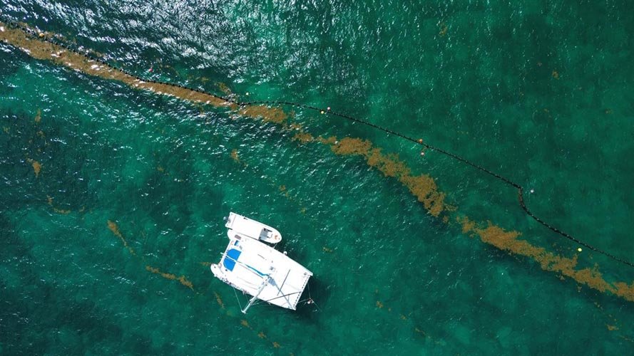 Aerial view of sargazo seaweed washing ashore on a beach in Quintana Roo, Mexico
