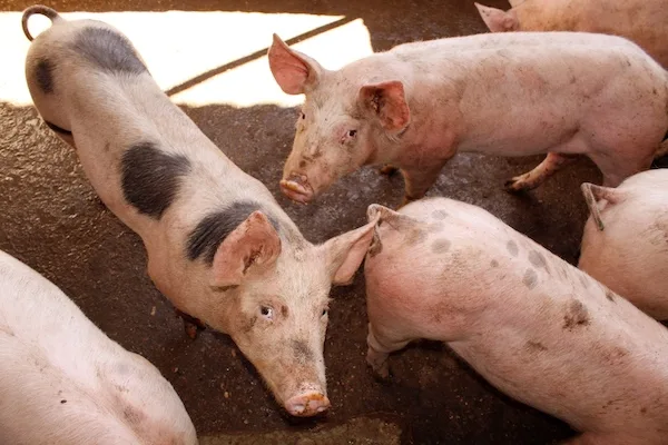 Livestock in Playa del Carmen being inspected for screw worm infection