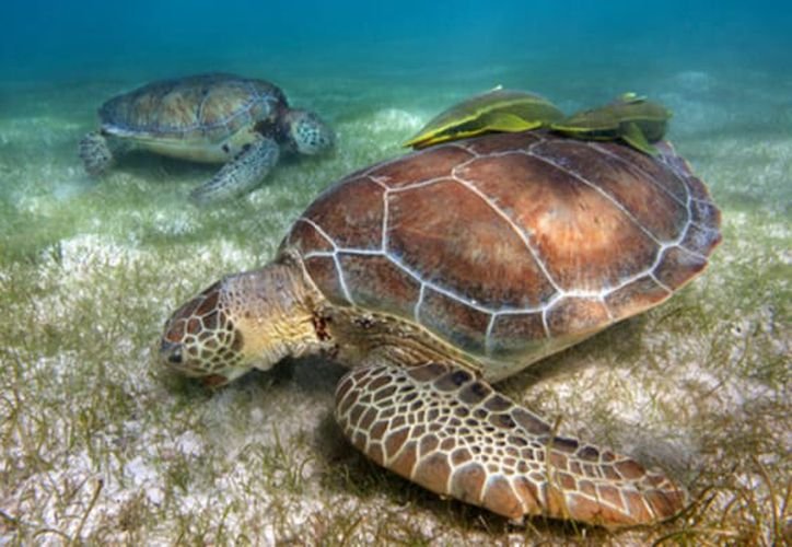 Sea turtle hatchlings being released on a beach in Quintana Roo, Mexico