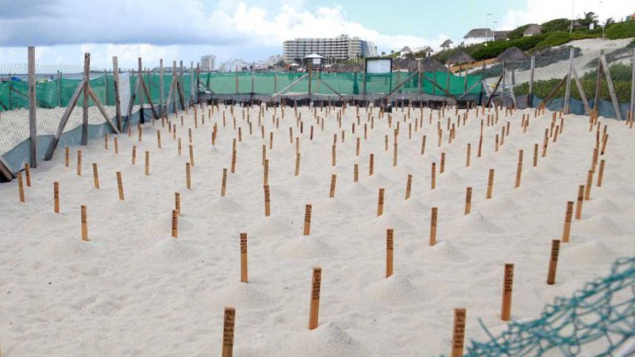 Specialized personnel and hotel volunteers supervise sea turtle nesting corrals on a Cancún beach.