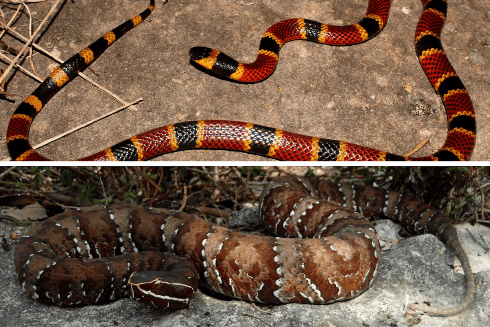 A snake in a natural setting in Yucatan, Mexico