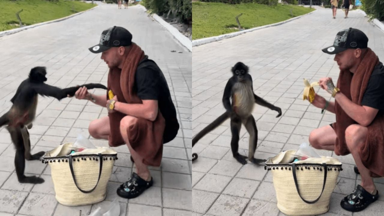 A tourist feeds a peeled banana to a spider monkey on a street in Playa del Carmen, Mexico.