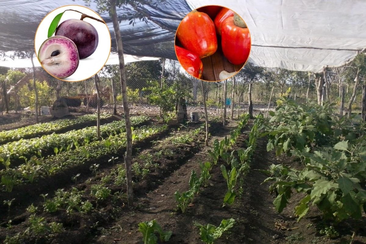 A farmer tending to fruit trees in southern Quintana Roo, Mexico