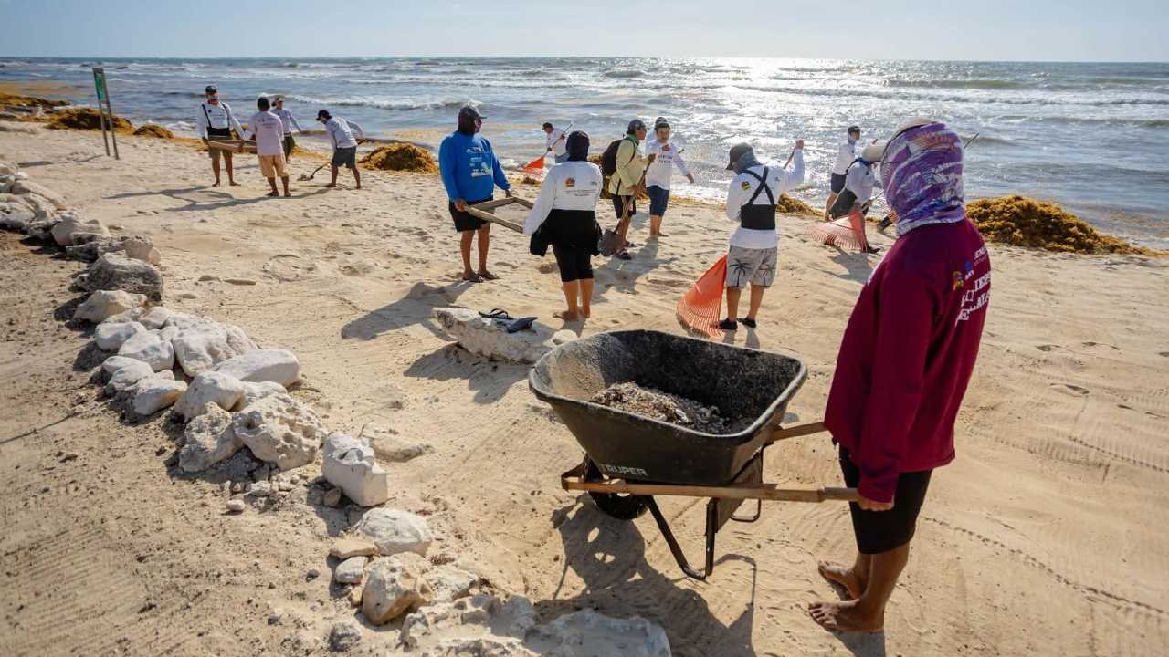 Workers collecting sargassum on a beach in Tulum, Quintana Roo