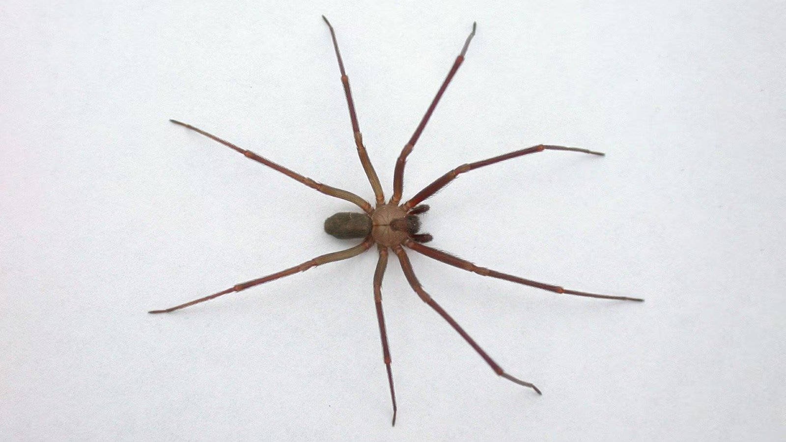 A violin spider, also known as a brown recluse, which has caused bite cases in Yucatan, Mexico
