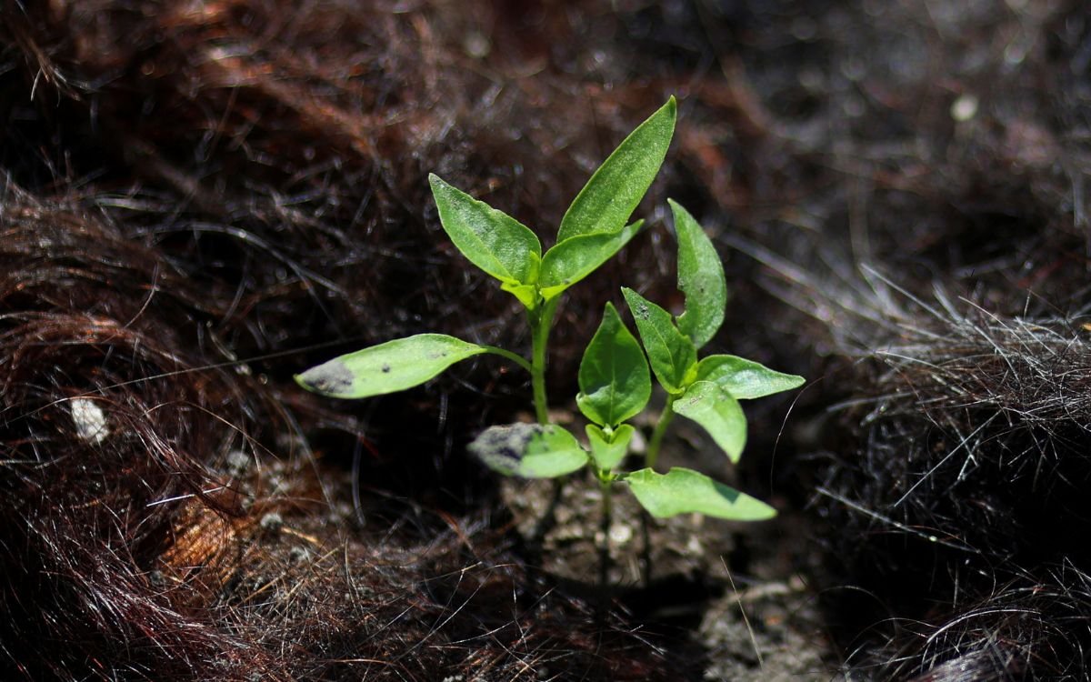 A hair filter device floating in the canals of Xochimilco, Mexico City