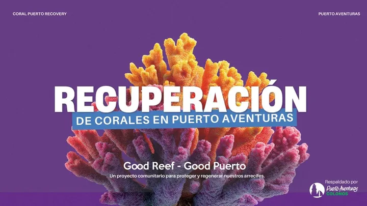 coral restoration project in puerto aventuras