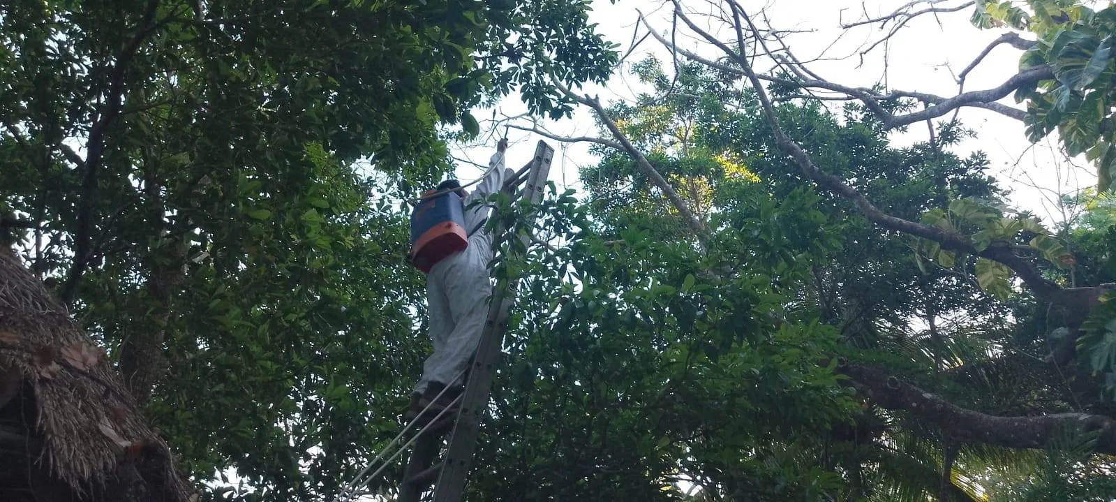 A swarm of Africanized bees clustered on a tree branch in Bacalar, Quintana Roo