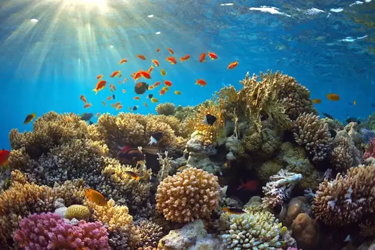 Aerial view of Alacranes Reef showing coral formations and clear turquoise water
