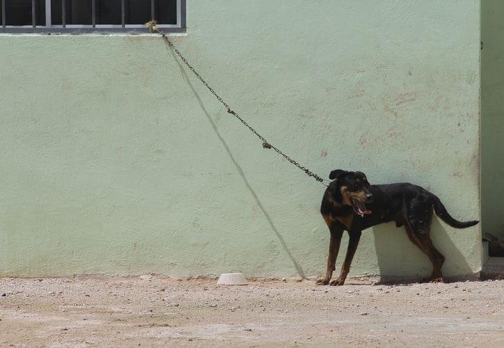 A dog in distress, representing animal abuse cases in Quintana Roo