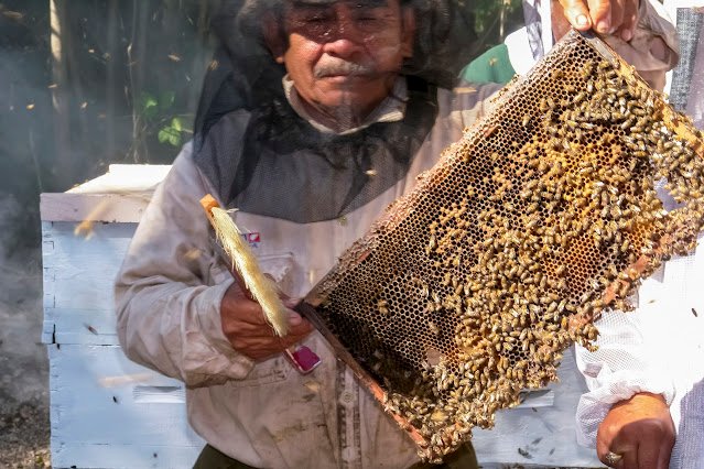 A beekeeper holds a honeycomb frame in Yucatán, Mexico, highlighting the state's leading honey production.