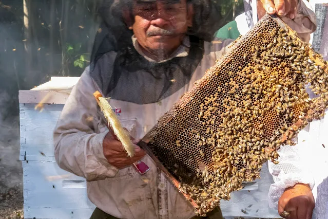 A beekeeper holds a honeycomb frame in Yucatán, Mexico, highlighting the state's leading honey production.