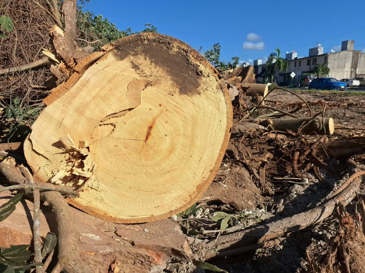 A large ceiba tree cut down on Mariano Angulo street in Chetumal
