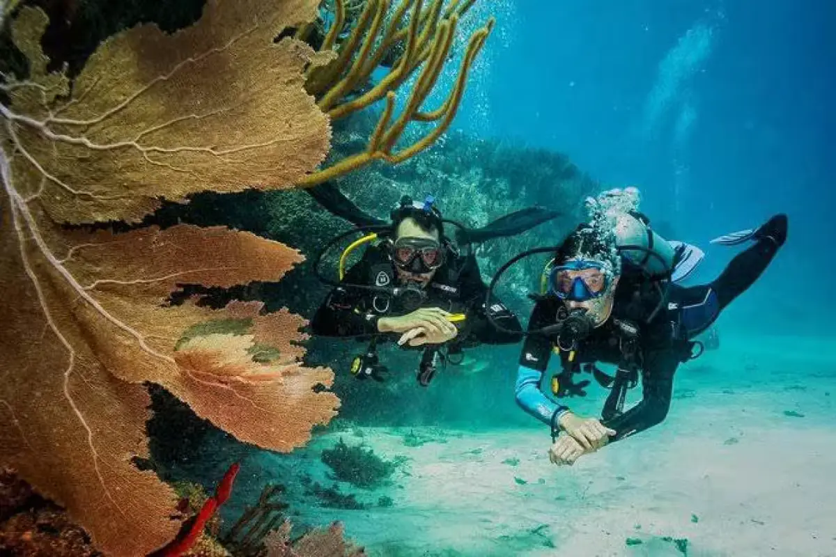 Coral reef in Riviera Maya damaged by divers