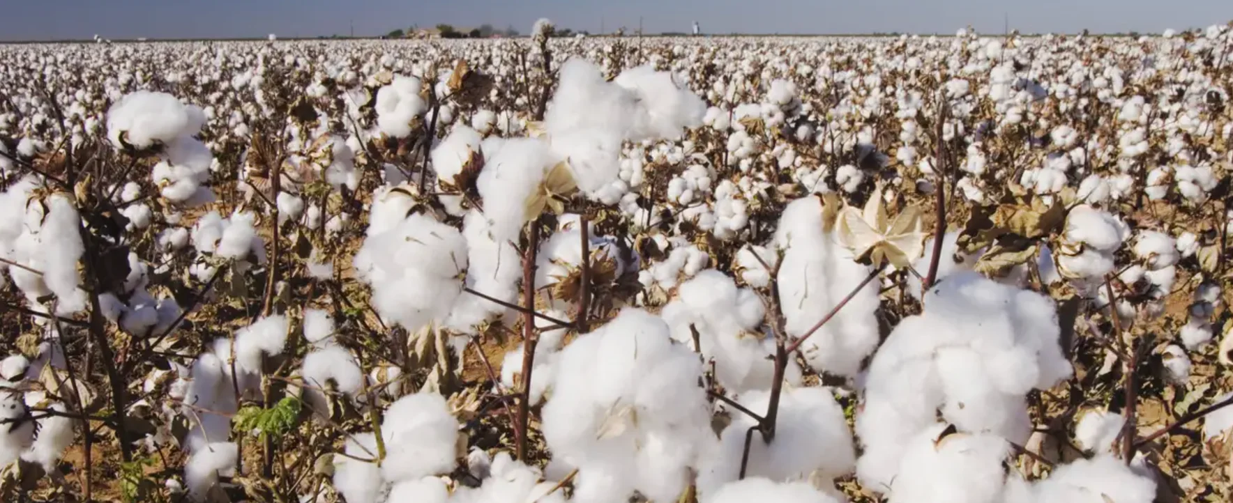 A mature cotton plant showing an open boll with exposed seeds