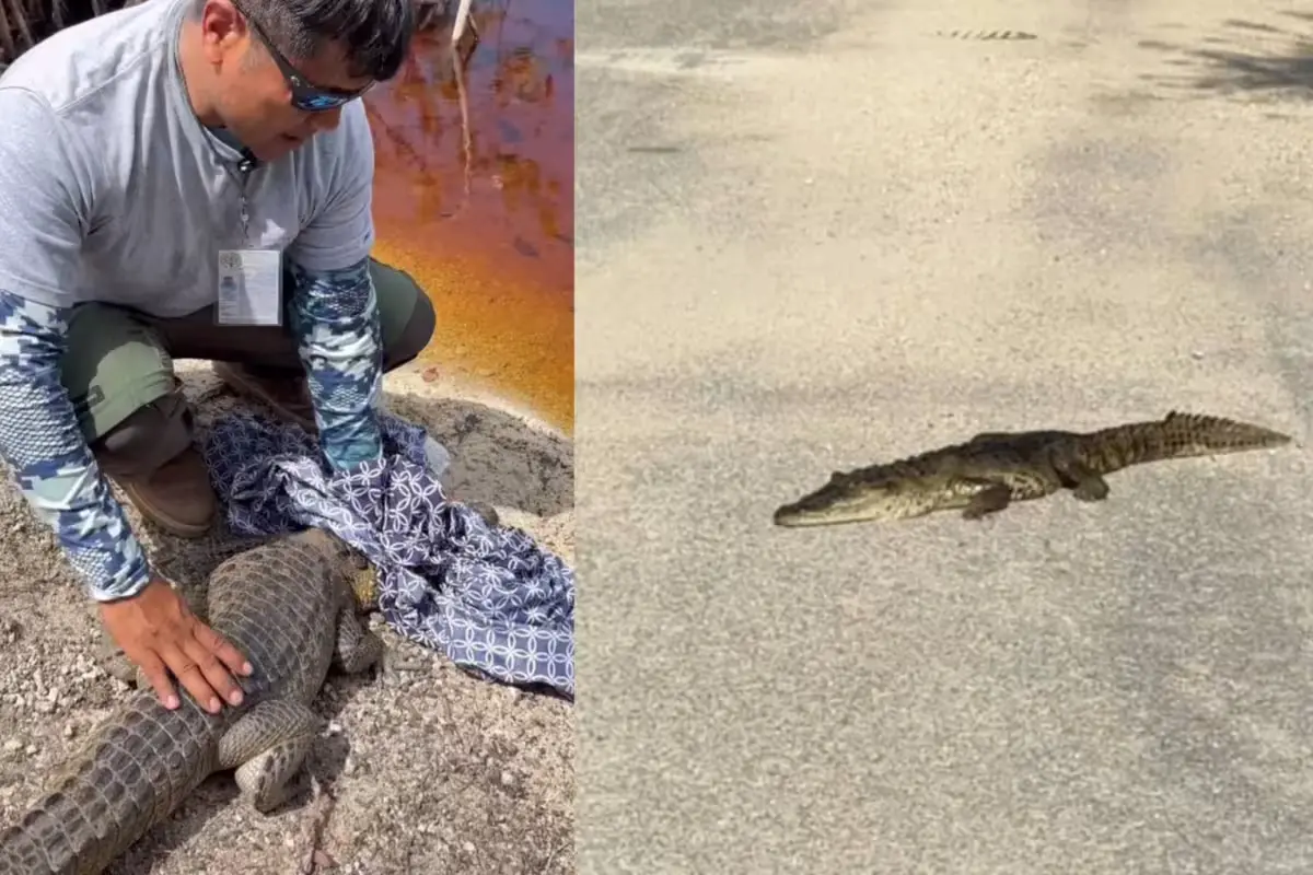 A crocodile on a residential street in Mahahual, Quintana Roo, being approached by rescue personnel.