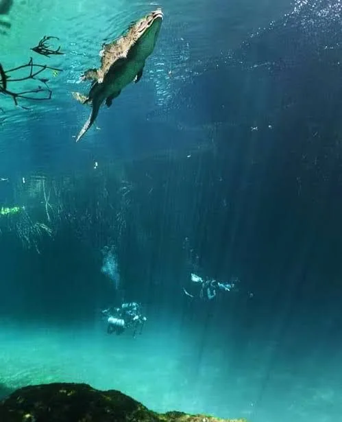 A crocodile known as Panchito in a cenote in Tulum, Quintana Roo