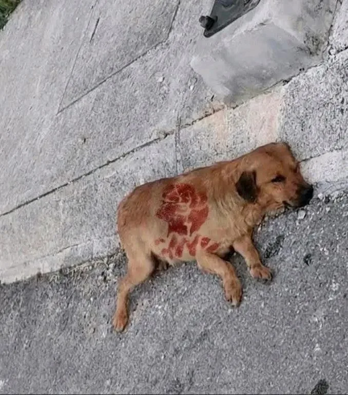 A dog with political campaign paint on its body in Chetumal, Quintana Roo