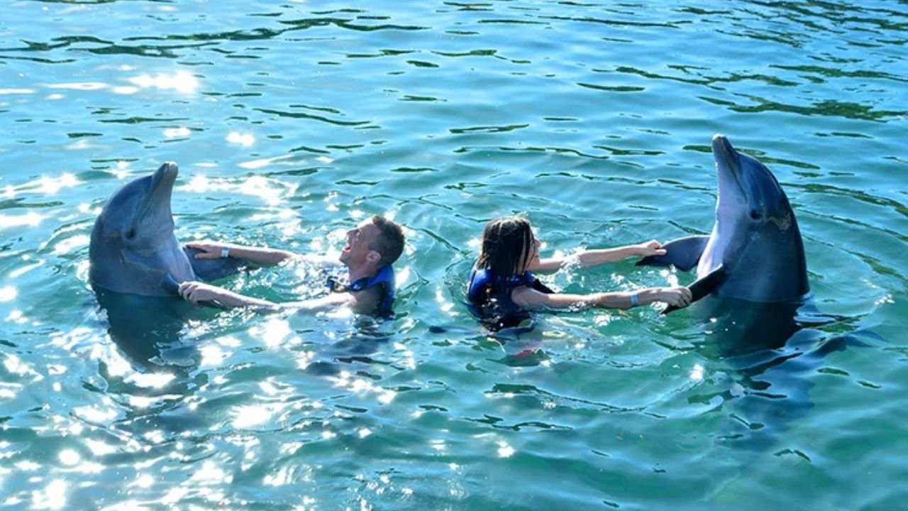 A dolphin swims in a pool at a dolphinarium in the Mexican Caribbean, with tourists watching from the edge.