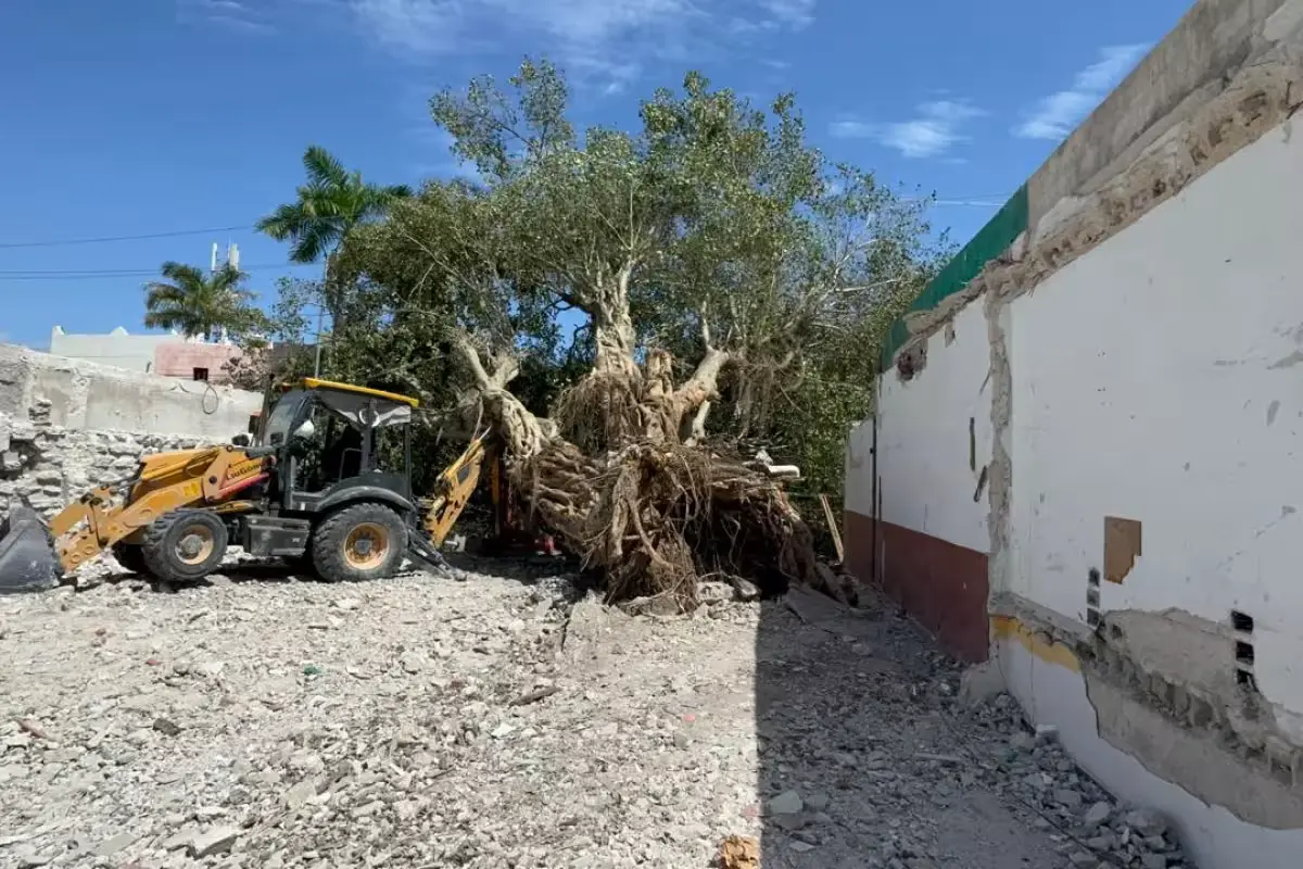 The trunk of the ancient tree El Alamo lying on the ground after being cut down in Playa del Carmen