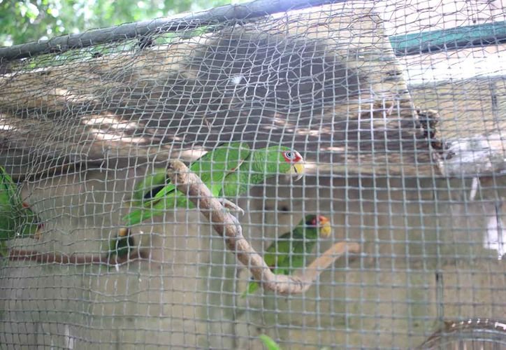 A bird perched on a branch in a natural area of Quintana Roo