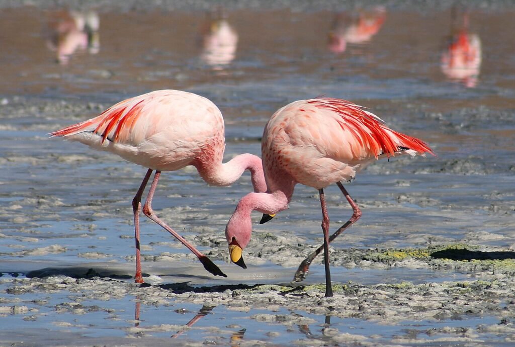 Flamingos wading in water in Yucatan