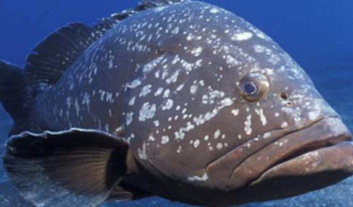 A red grouper fish, a key species for Yucatán's fishing industry, which is the focus of a new recovery plan.
