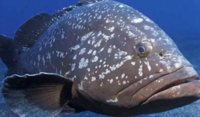 A red grouper fish, a key species for Yucatán's fishing industry, which is the focus of a new recovery plan.