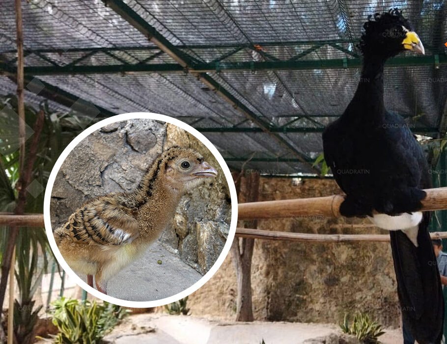 A newly hatched hocofaisan chick at La Reina Zoo in Tizimin, Yucatan