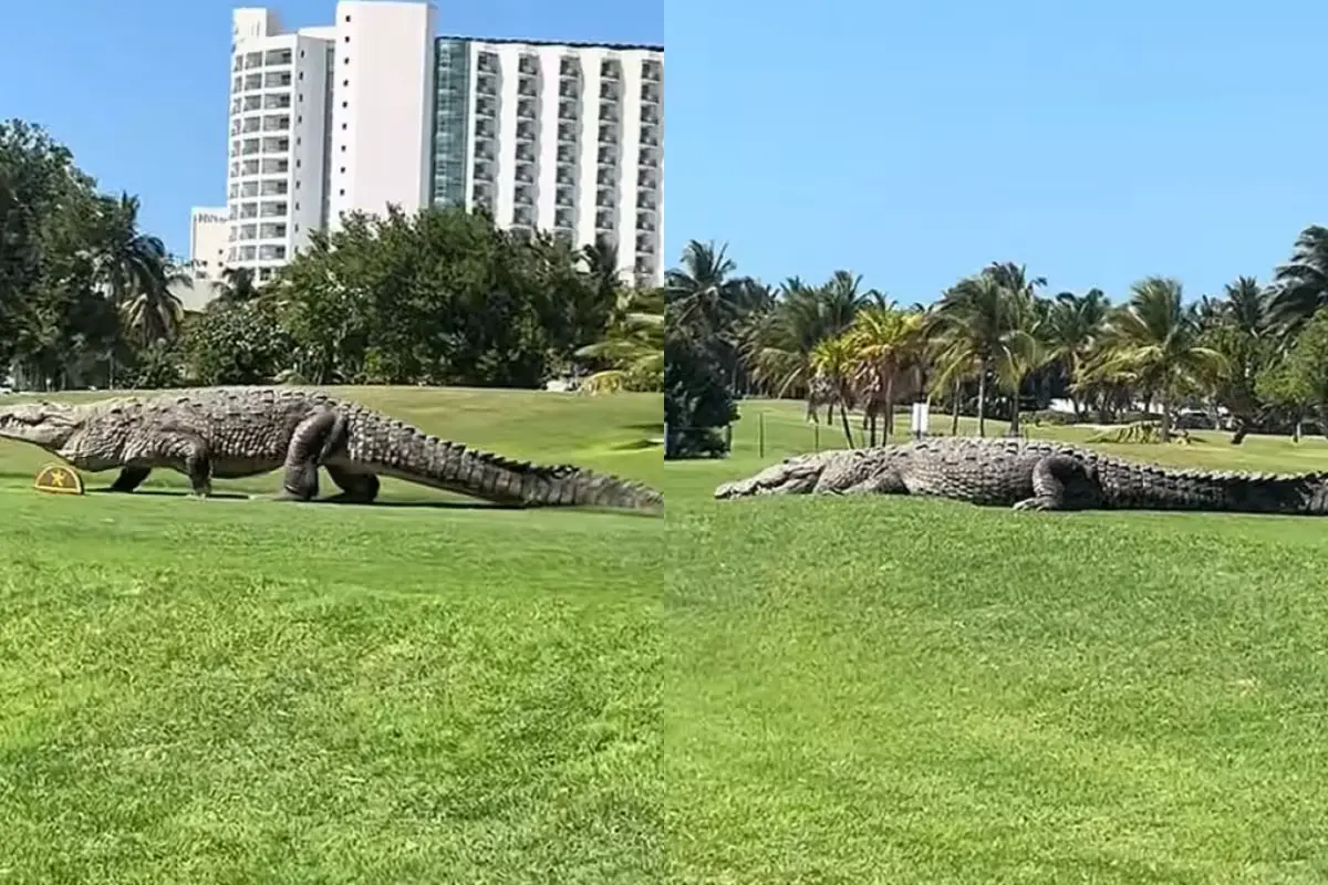 A large crocodile walking across a green golf course in Cancun