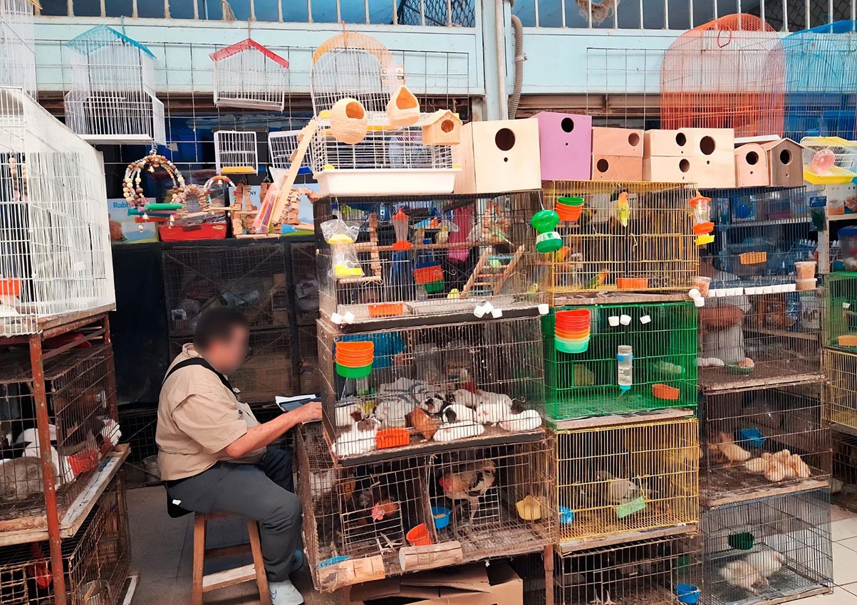 Live birds in cages at Lucas de Gálvez market in Mérida, seized by environmental inspectors
