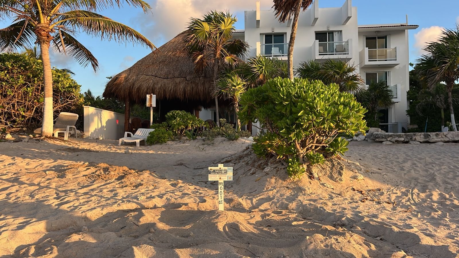 A loggerhead sea turtle nest on the beach at Bahía de Media Luna in Tulum, Quintana Roo.