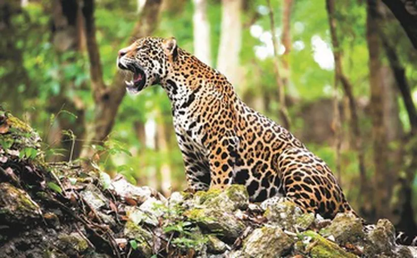 A jaguar sitting on rocks in a lush forest, roaring with its mouth open. The surrounding greenery enhances its striking coat pattern. Maximal focus on the jaguar. $#$ CAPTION
