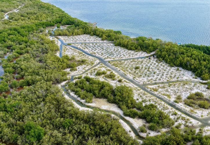 Officials inspecting mangrove restoration work in Nichupté Lagoon, Cancún