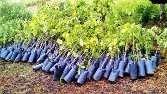 Native tree saplings growing in a municipal nursery in Playa del Carmen, Quintana Roo