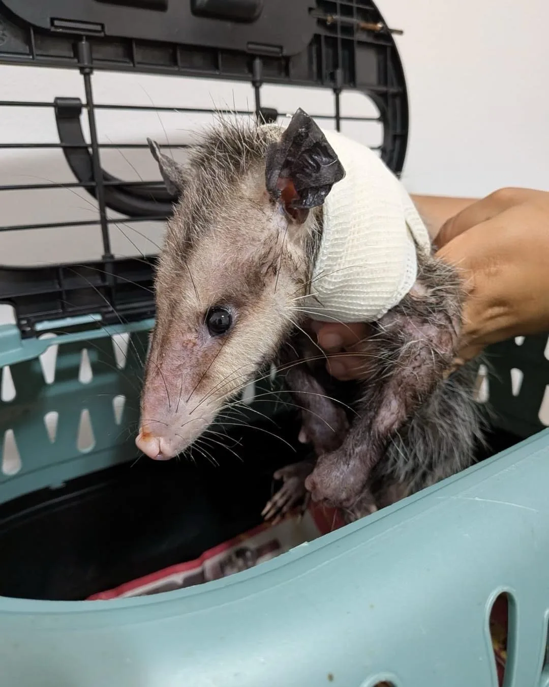 An opossum with screwworm infestation in Puerto Morelos, Quintana Roo