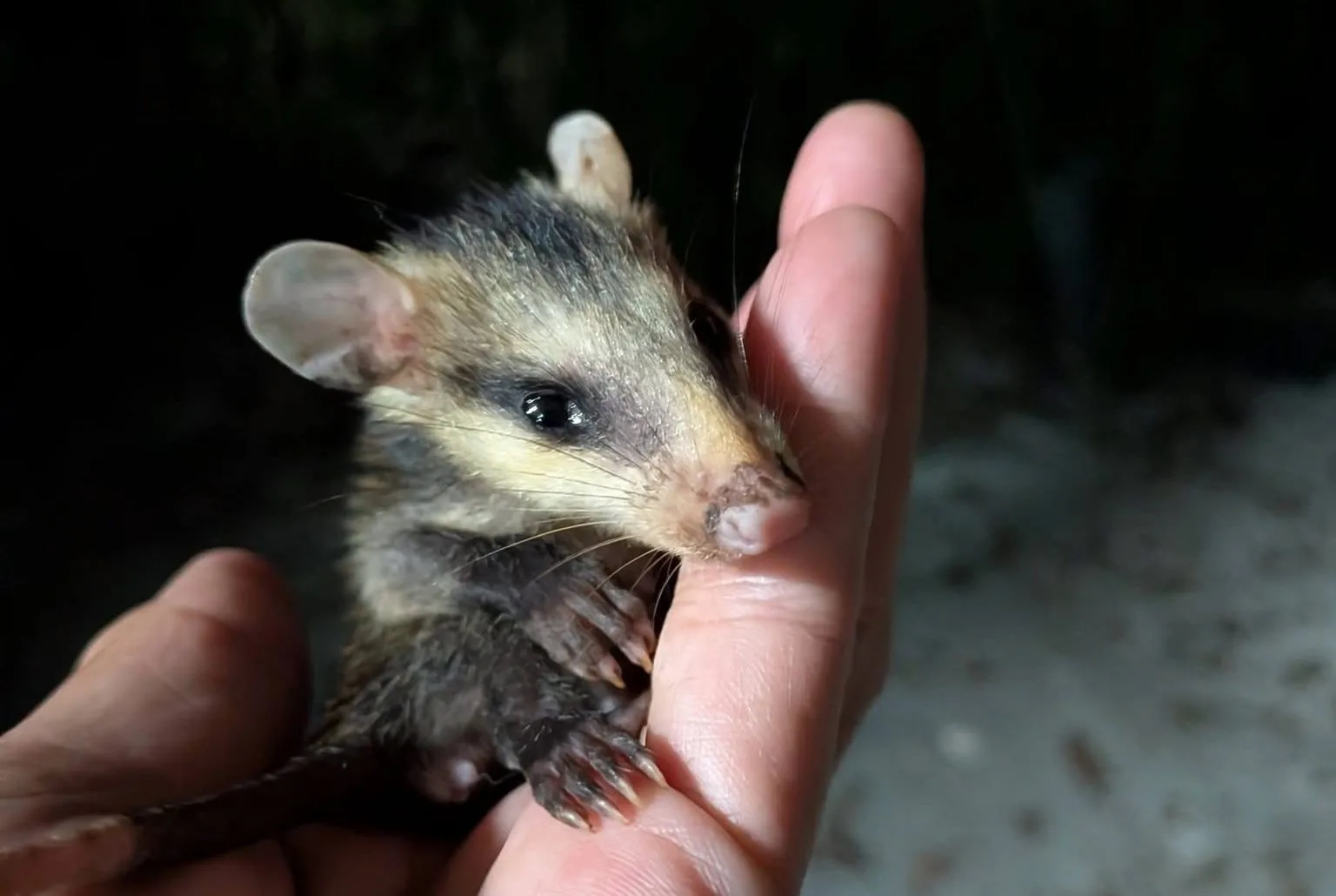 An opossum at the Tlacuatitlan wildlife sanctuary in Puerto Morelos, Quintana Roo
