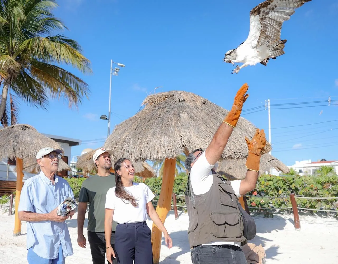 An osprey flying over the coast after being released in Cancun