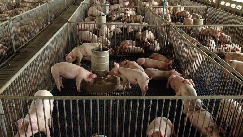 Aerial view of a large pig farm facility in Santa Maria Chi, Yucatan