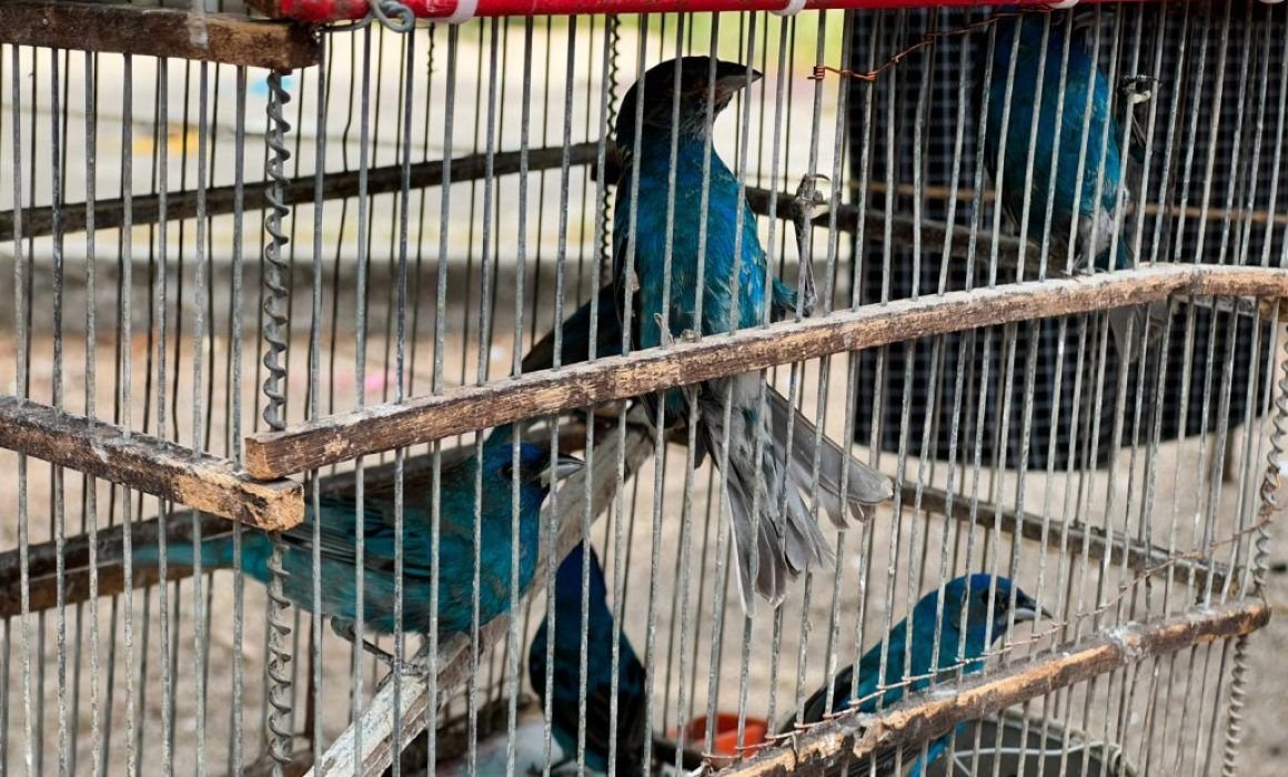 Profepa officials with seized protected animals and plants during an operation in southeastern Mexico