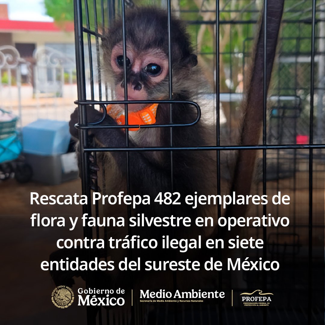 Federal inspectors with seized parrots and reptiles during a wildlife trafficking operation in southeast Mexico
