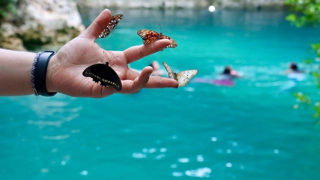 Authorities in Puerto Morelos carry out environmental actions on beaches and mangroves